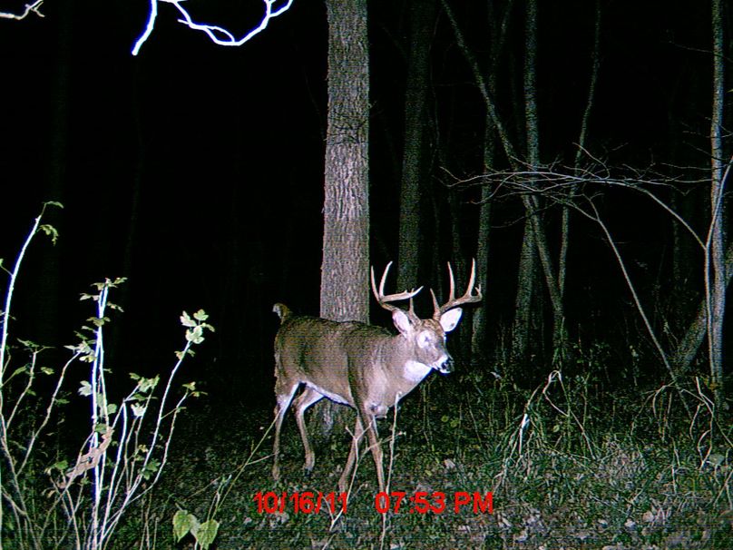 Trail cam 7