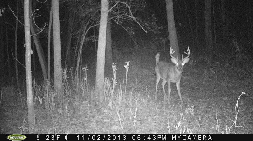 Big valley deer 1