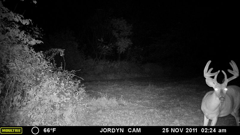 Halo valley food plot