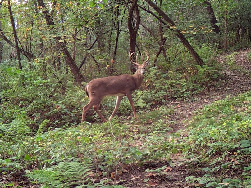 Hb 9-27 chriss stand