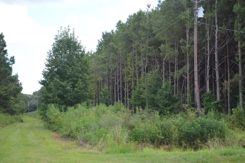 Entrance road through pines
