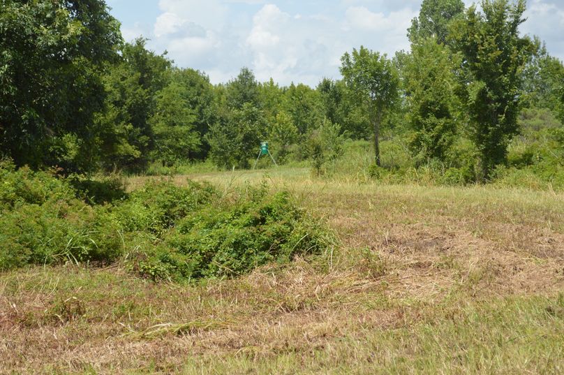 Food plot east with feeder