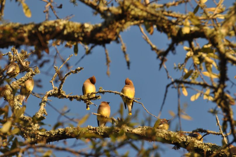Cedar waxwings