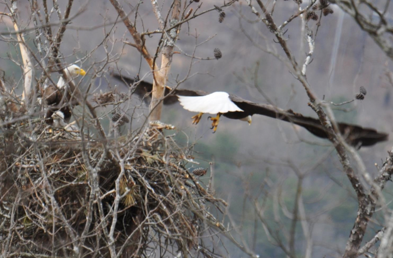 Screen shot 2019-11-29 at 9.39.24 pm