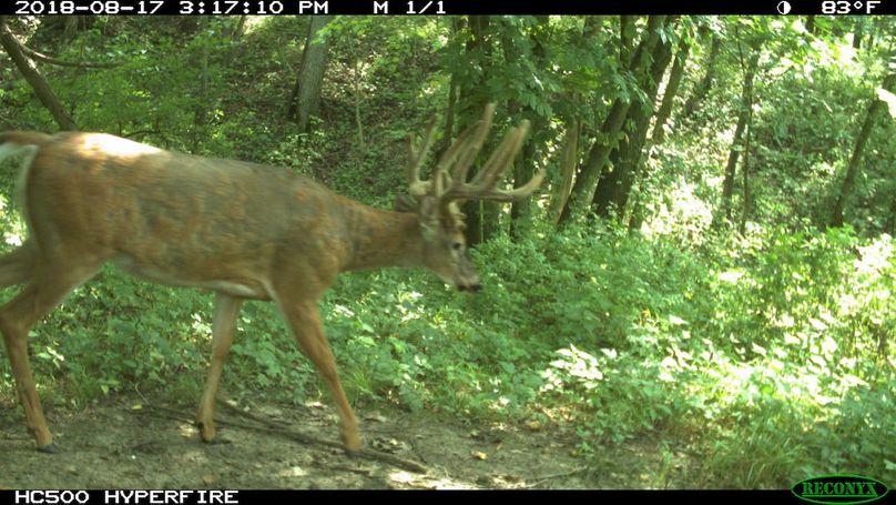 2018-08-17 15-17-10 m 1 1