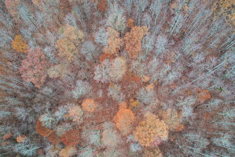 011 super cool drone shot looking straight down into the canopy in the center of the property