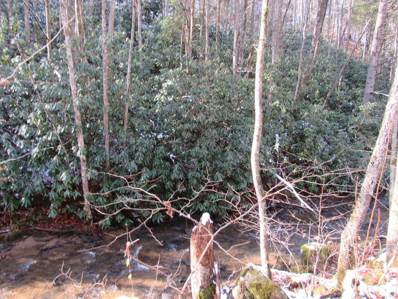 4. laurel by creek