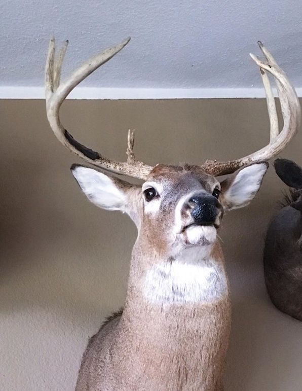 E49895603 2017979121581881 8548924698069565440 n