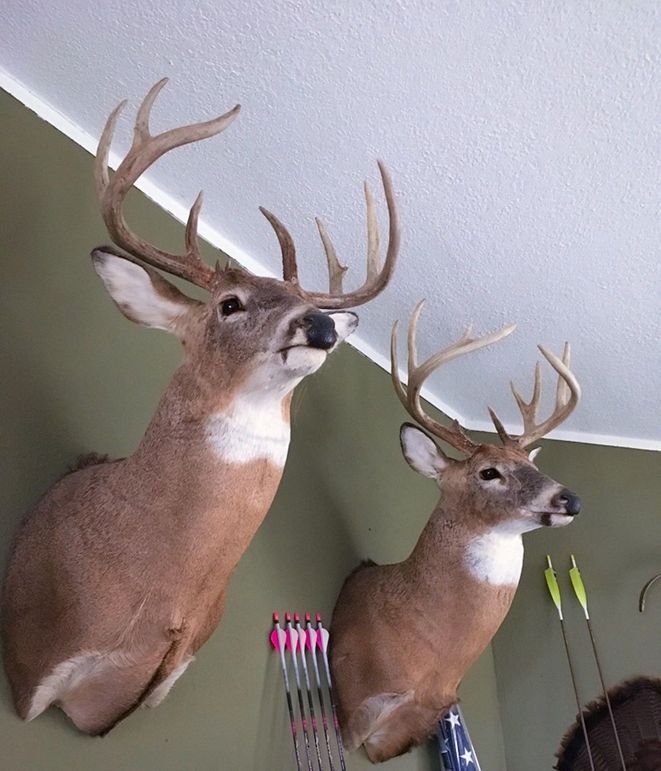 E50103940 239769510256329 207318780047523840 n