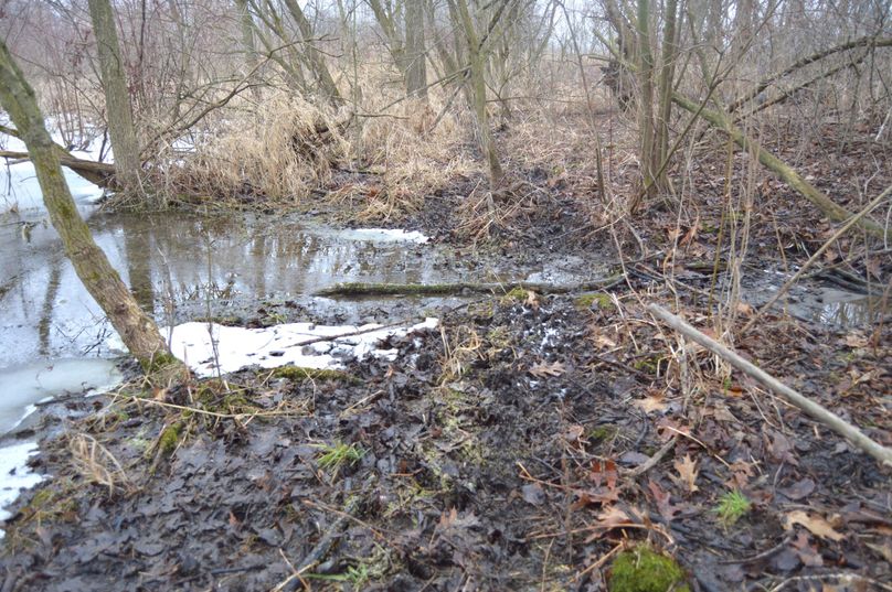 Massive deer trail along the wetland