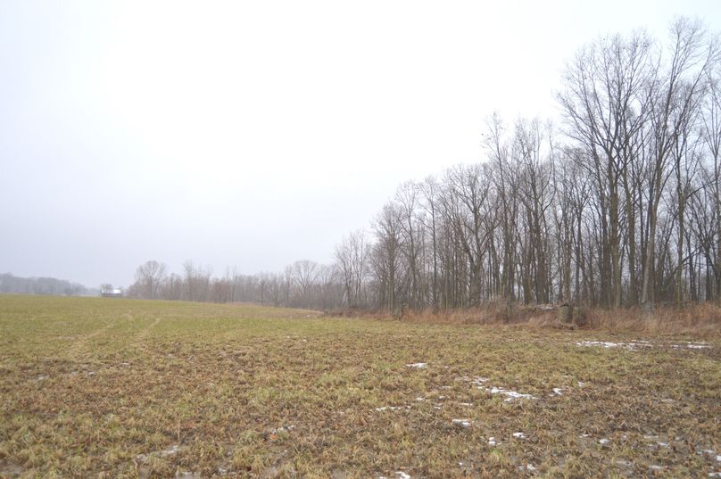 Top edge of bottom woodlot