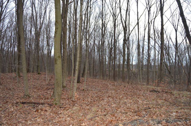 Woods in front of cabin