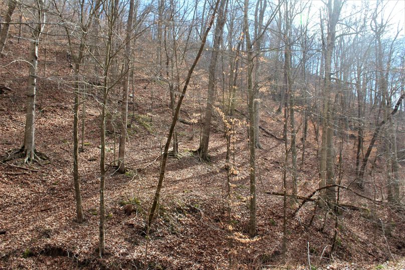 004 west facing lower slope with mature american beech trees