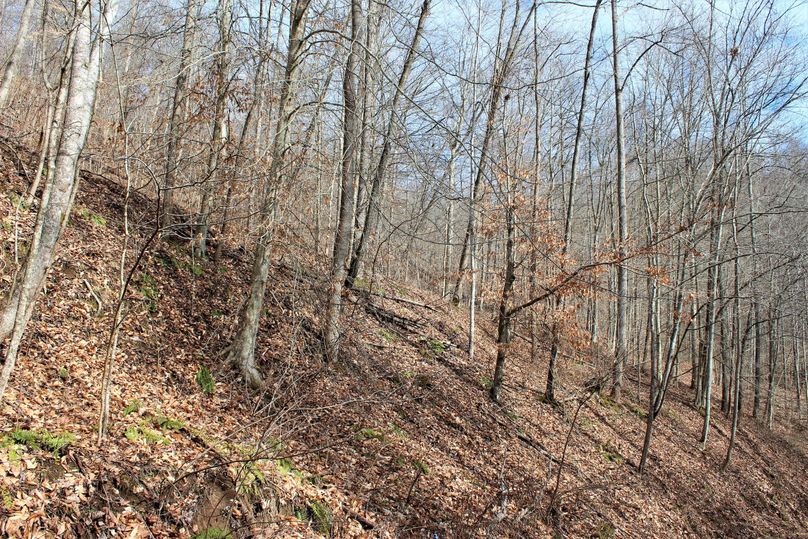 007 open understory with a healthy stand of young stand of american beech and red maple