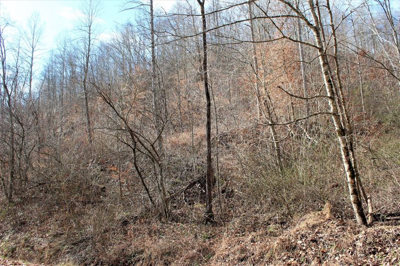 006 east facing slope with regenerating new growth