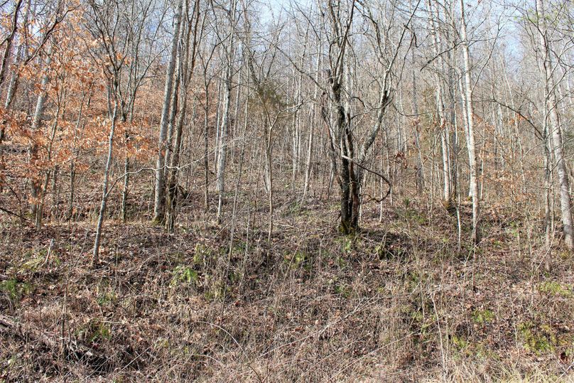 009 very old fieldpasture regrowth in the northeastern area of the property