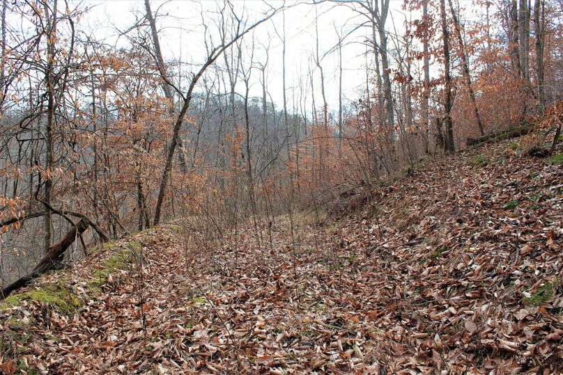 013 old logging road leading back into the valley in the center of the property