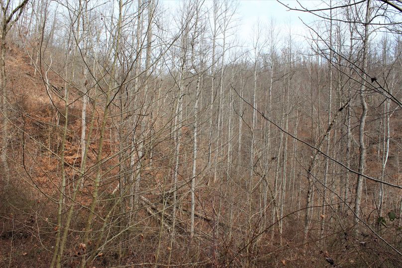 012 young stand of yellow poplar growing back in nicely