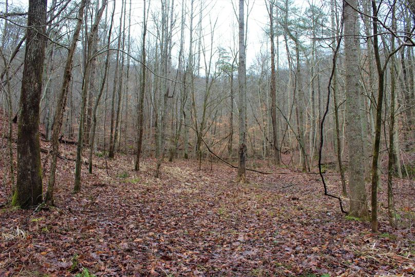 017 flat forested area near the middle of the property for a secluded cabin sight