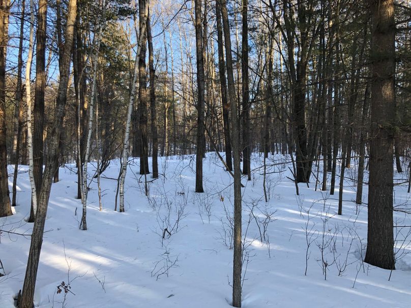 Barron3.3brinkman-003