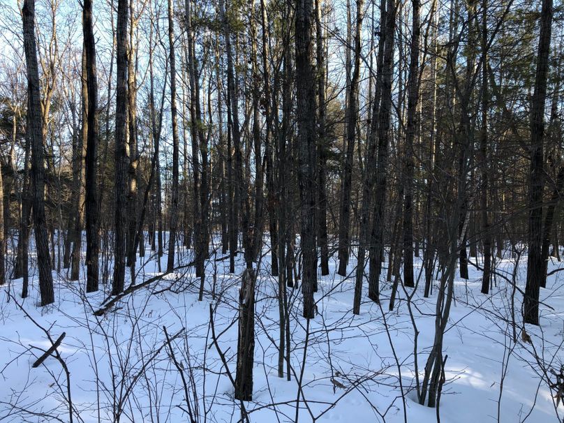 Barron3.3brinkman-008