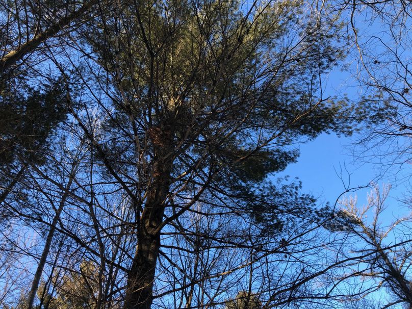 Barron3.3brinkman-011