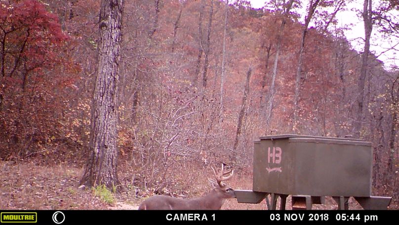 Buck at feeder