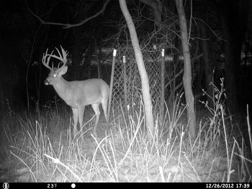 Wall of tines! (125)