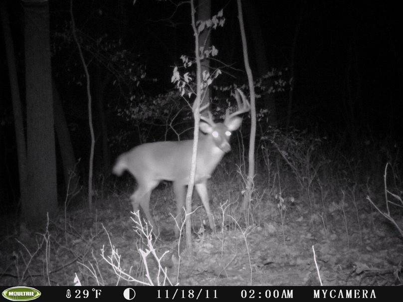 My buck 2012 (6)
