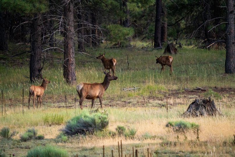 Cibola NM 13,053-05969