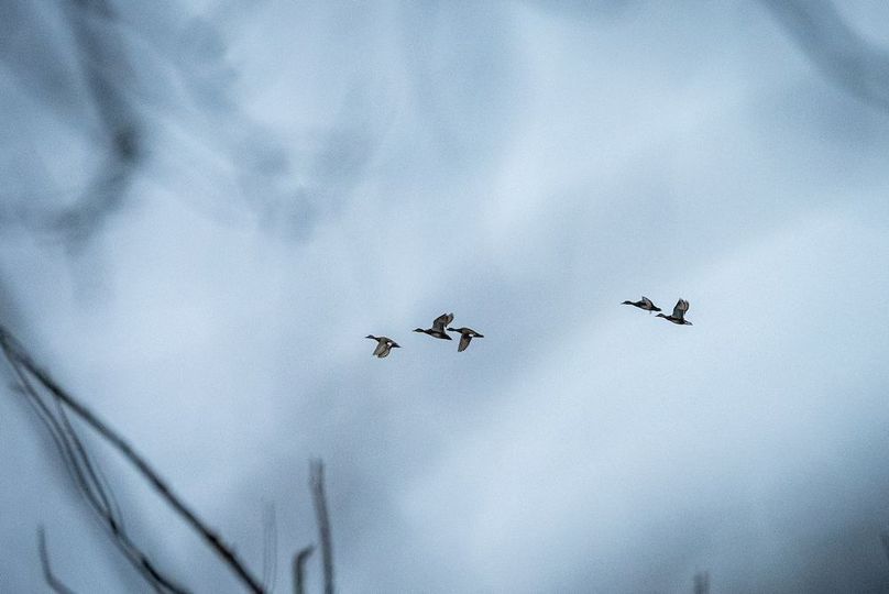 St Clair IL 263.95 Featured_Pro Photo-74