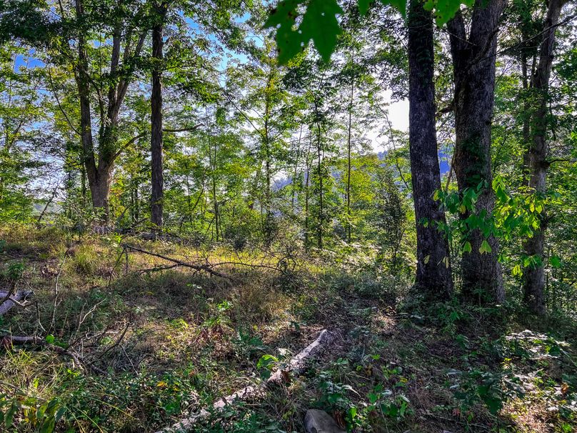 Calhoun, WV 101.8 AC Holly -24