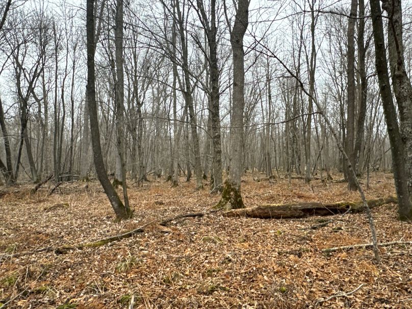 IMG_9008