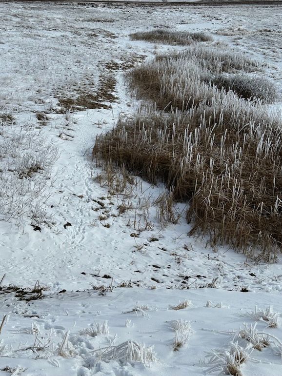 1C25CC46-EA7E-4B20-B4DC-01F19C8E0C62_1_105_c