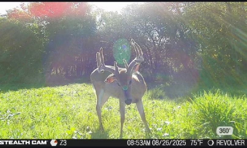 New Deer Trailcams (9)