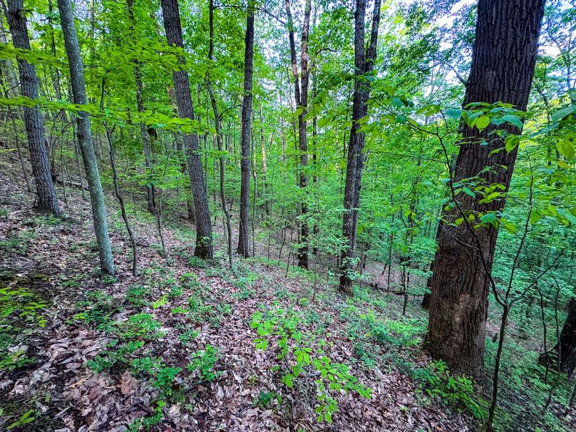 Wirt, WV 145.69 AC 273 Wildflower-23