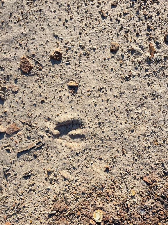 ClarK 160 WILLIAMS -41