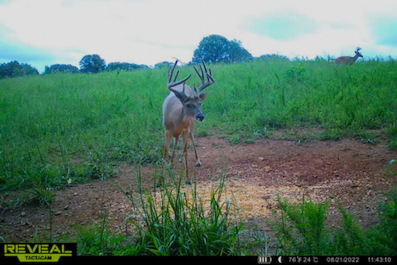 trail cam15