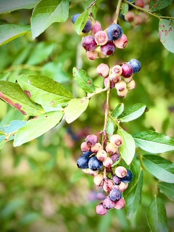 Land-28
