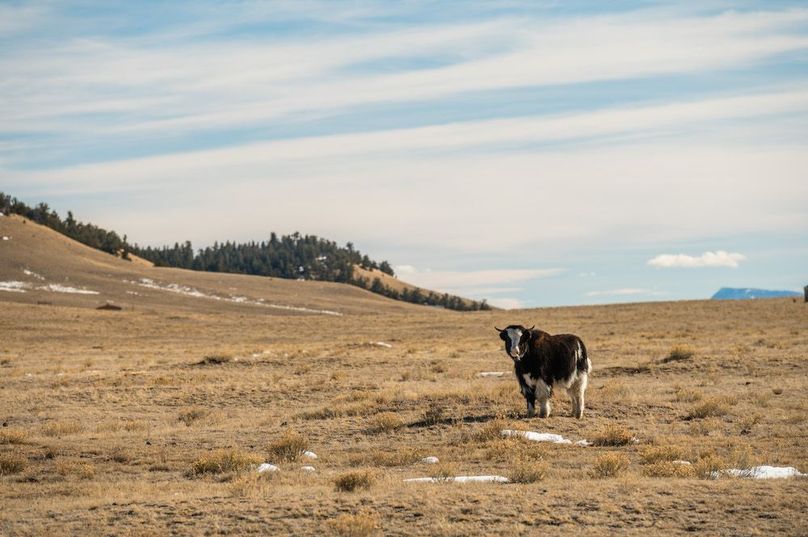 Park Co 162.85 Ladeira - 013