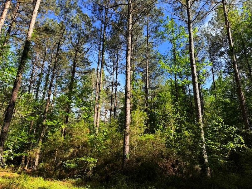 9D4F18AA-6775-42A8-86AD-49E1A15578F2_1_105_c