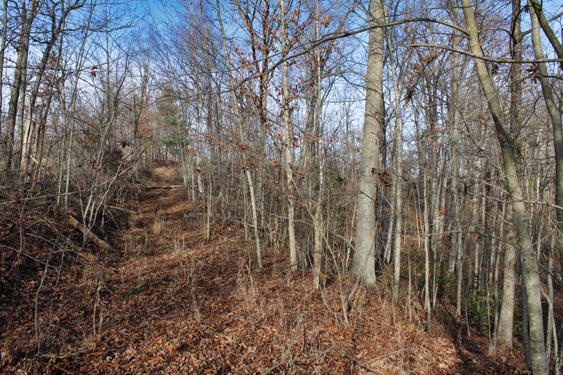 019 nice timber and trail system