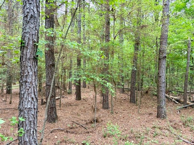 D2C5A592-AA16-479B-84BF-C502D3CD0173_1_105_c