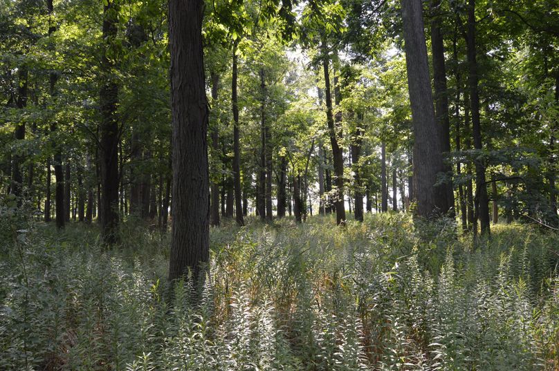 Front woods on East property line
