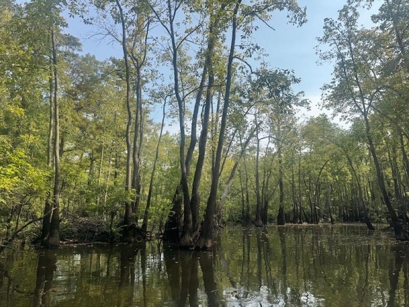 swamp20260501_0226-2