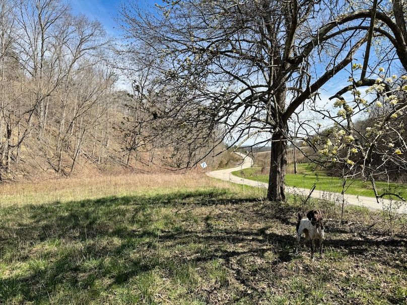 011 nice view from the old front yard along the road