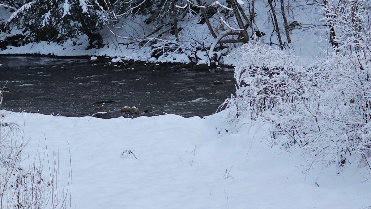 Unique Property With Endless Opportunities Borders NYS land Whitetail