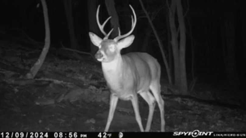 Trail Cam 1