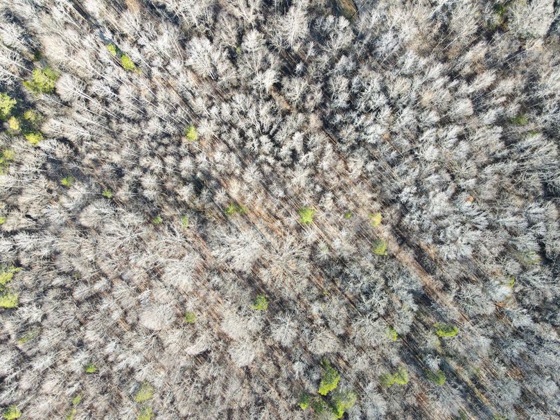 dji_fly_20240129_092208_768_1706538211664_photo