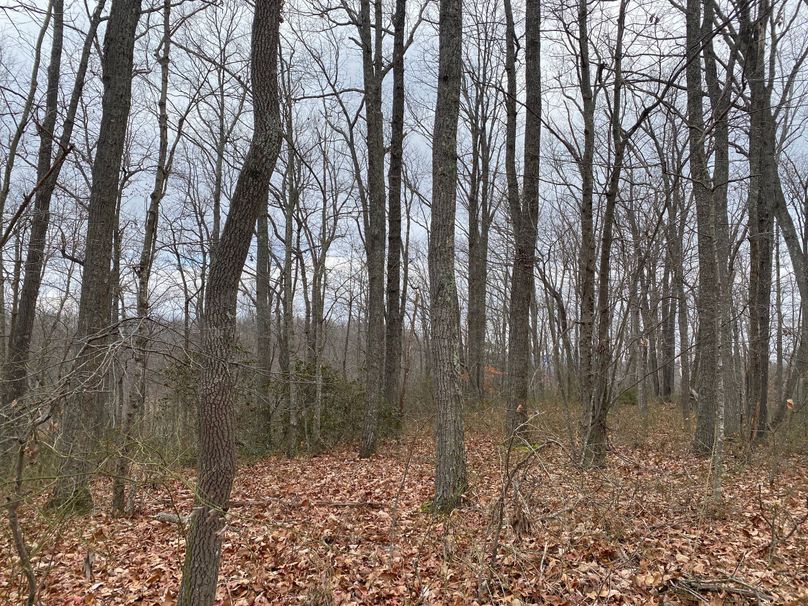 010 wooded ridge flat near the east entrance copy